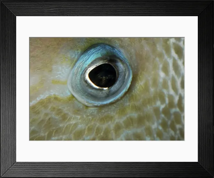 Framed Print : Eye of Triggerfish Framed Print : Eye of Triggerfish