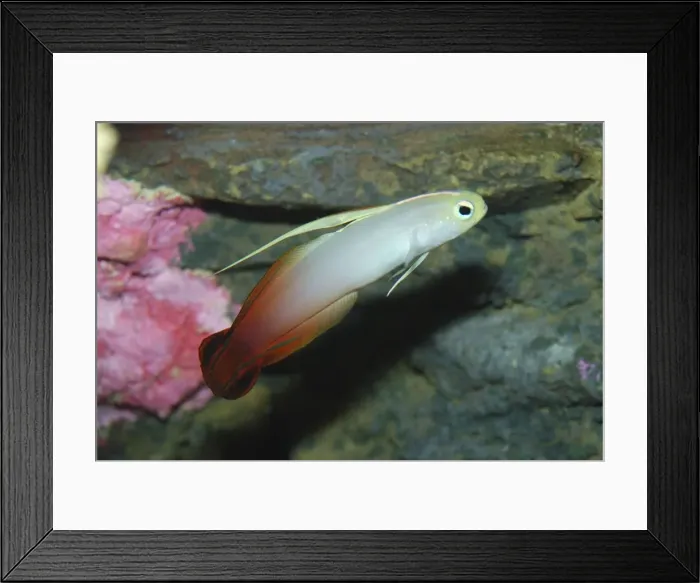 Framed Print : Fire Goby - reefs, Indo-Pacific Framed Print : Fire Goby - reefs, Indo-Pacific