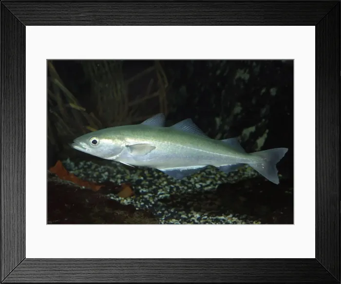 Framed Print : Pollack - North Sea, North Atlantic Framed Print : Pollack - North Sea, North Atlantic