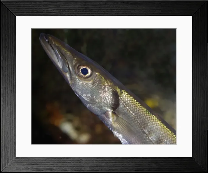 Framed Print : Barracudina - offshore pelagic, North Atlantic and Mediterranean