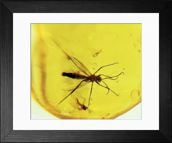 Framed Print : Insect in amber Framed Print : Insect in amber