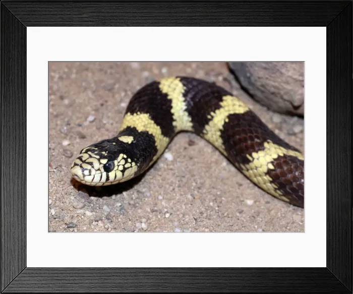 Framed Print : King Snake Framed Print : King Snake