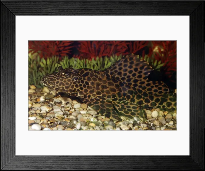 Framed Print : Spotted Suckermouth Catfish - freshwaters, flowing water Framed Print : Spotted Suckermouth Catfish - freshwaters, flowing water