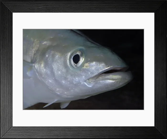Framed Print : Pollack - North Sea, North Atlantic Framed Print : Pollack - North Sea, North Atlantic