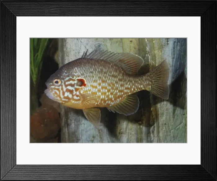 Framed Print : Pumpkinseed- freshwaters, eastern Canada and USA Framed Print : Pumpkinseed- freshwaters, eastern Canada and USA