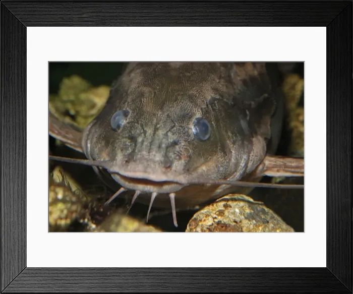 Framed Print : Raphael Catfish - Freshwater South America, Amazon basin Framed Print : Raphael Catfish - Freshwater South America, Amazon basin