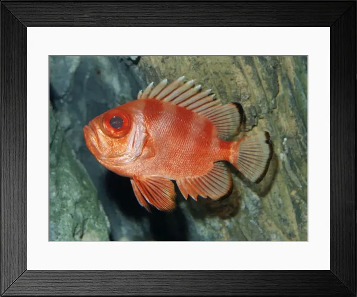 Framed Print : Popeye Catalufa / Big Eye - East Pacific: Deep water rocky shores, California to Peru Framed Print : Popeye Catalufa / Big Eye - East Pacific: Deep water rocky shores, California to Peru