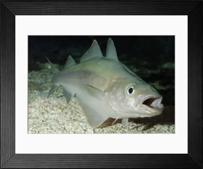 Framed Print : Pollack - North Sea, North Atlantic Framed Print : Pollack - North Sea, North Atlantic