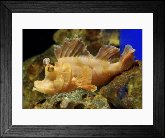 Framed Print : Eschmeyer's Scorpion Fish - an ambush predator living among tropical seaweeds. Indo-Pacific and SE Asian coasts Framed Print : Eschmeyer's Scorpion Fish - an ambush predator living among tropical seaweeds. Indo-Pacific and SE Asian coasts