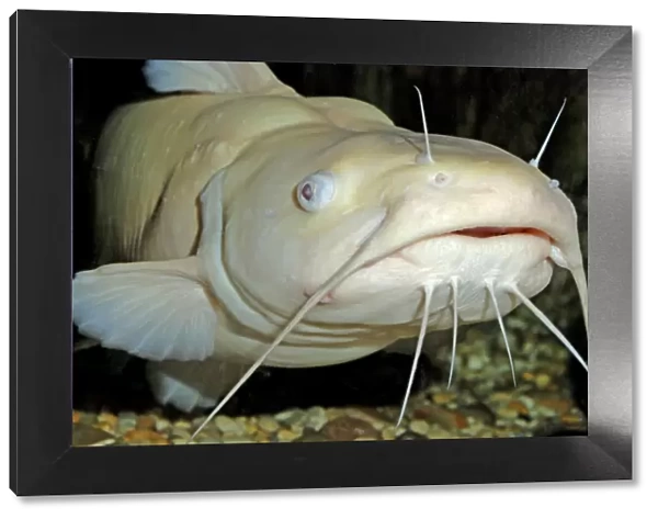 White Catfish- captive bred variety fish
