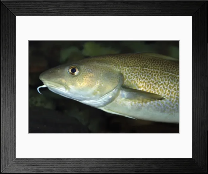 Framed Print : Cod - North Atlantic and North Sea Framed Print : Cod - North Atlantic and North Sea