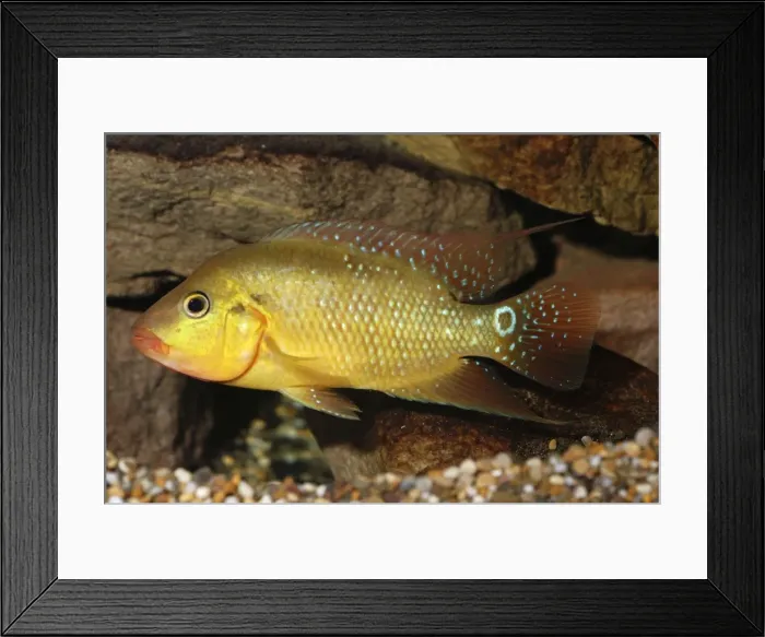 Framed Print : Harlequin Cichlid- freshwaters Colombia and Ecuador, S. America Framed Print : Harlequin Cichlid- freshwaters Colombia and Ecuador, S. America