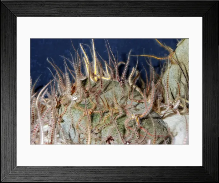 Framed Print : Feather Stars: on seabed waving their arms about to catch suspended food particles. Marine, Atlantic Framed Print : Feather Stars: on seabed waving their arms about to catch suspended food particles. Marine, Atlantic