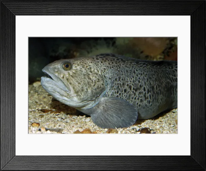 Framed Print : Wolf Fish - North Atlantic Framed Print : Wolf Fish - North Atlantic
