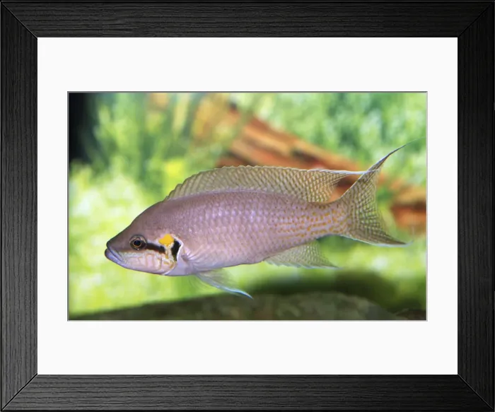 Framed Print : Lyretail Cichlid - Lake Tanganyika Framed Print : Lyretail Cichlid - Lake Tanganyika