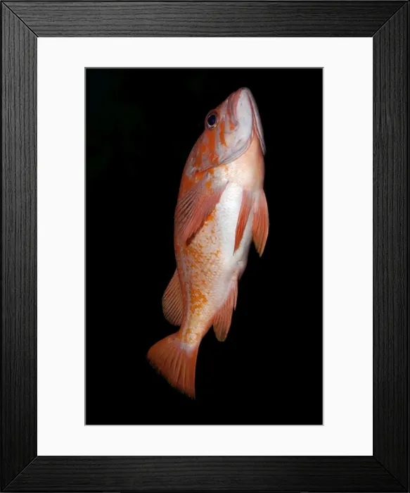 Framed Print : Copper Rockfish - swimming up towards the surface. Eastern Pacific coast and kelp beds from Alaska to Mexico Framed Print : Copper Rockfish - swimming up towards the surface. Eastern Pacific coast and kelp beds from Alaska to Mexico
