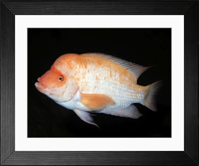 Framed Print : Midas Cichlid - freshwaters Central America: Nicaragua and Costa Rica Framed Print : Midas Cichlid - freshwaters Central America: Nicaragua and Costa Rica