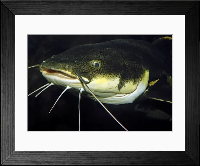 Framed Print : Redtail Catfish - South America - Amazon and Orinoco Rivers Framed Print : Redtail Catfish - South America - Amazon and Orinoco Rivers