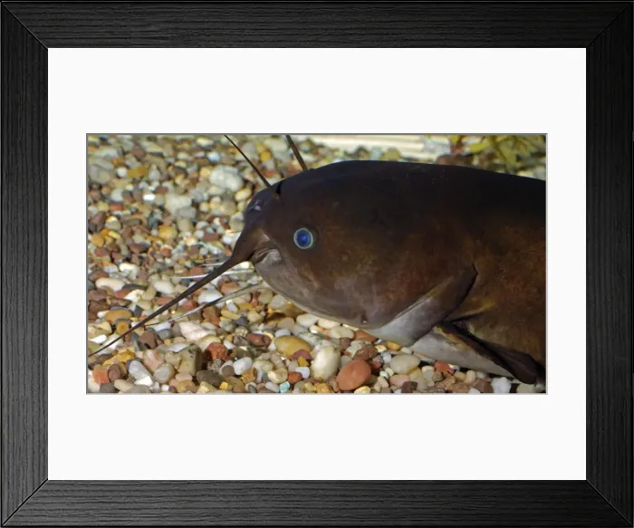 Framed Print : Brown Bullhead / Catfish - freshwaters, North America, introduced to various other countries Framed Print : Brown Bullhead / Catfish - freshwaters, North America, introduced to various other countries