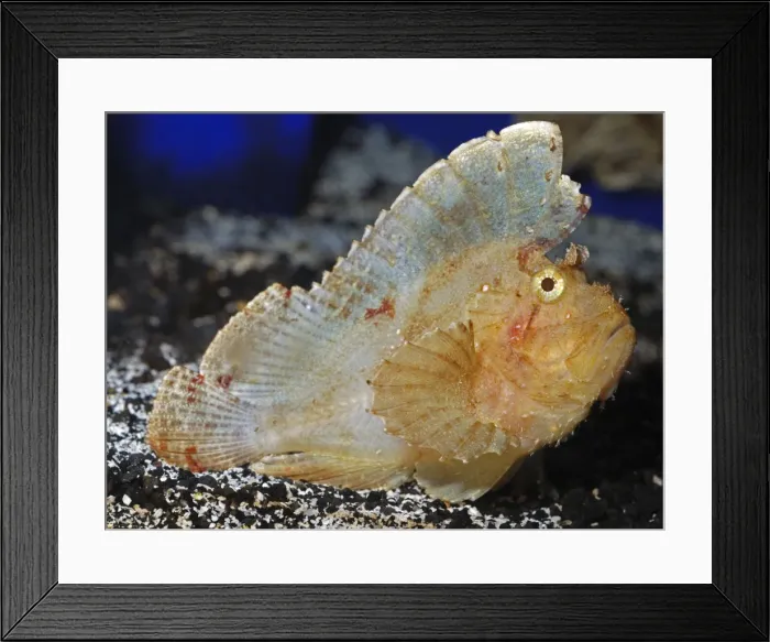 Framed Print : Leaf Scorpionfish - Indo-Pacific reefs from East Africa to the Galapagos Islands, Japan and south to Australian coast. Venemous spines Framed Print : Leaf Scorpionfish - Indo-Pacific reefs from East Africa to the Galapagos Islands, Japan and south to Australian coast. Venemous spines