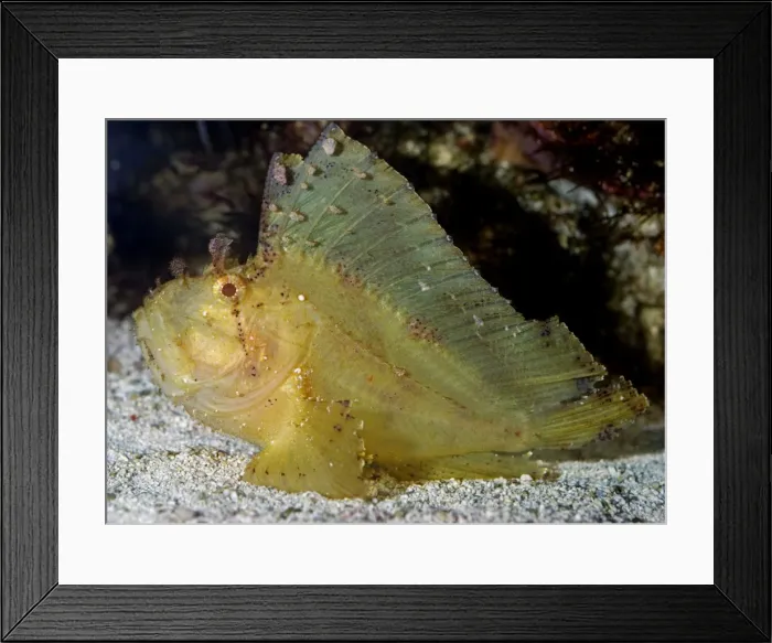 Framed Print : Leaf Scorpion Fish - tropical marine reefs, Indo-Pacific from East Africa to the Galapagos Islands, Japan and Hawaii, south to Australia Framed Print : Leaf Scorpion Fish - tropical marine reefs, Indo-Pacific from East Africa to the Galapagos Islands, Japan and Hawaii, south to Australia