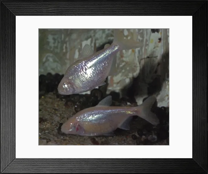 Framed Print : Mexican Blind Cave Fish - Mexico and USA Framed Print : Mexican Blind Cave Fish - Mexico and USA