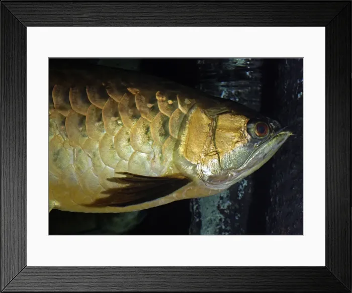 Framed Print : Asian Bonytongue / Asian Arawana - blackwater streams in South Easet Asian forests. Burma to Malaysia. CITES Appendix 1, Endangered species Framed Print : Asian Bonytongue / Asian Arawana - blackwater streams in South Easet Asian forests. Burma to Malaysia. CITES Appendix 1, Endangered species