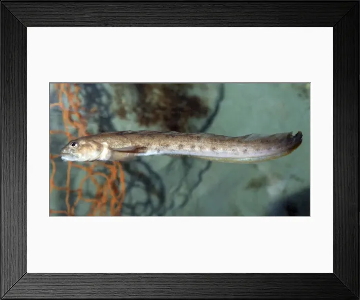 Framed Print : Viviparous Blenny Fish - cool coastal waters, North Sea, Baltic and Scandinavia. Very unusual in being a viviparous bony fish Framed Print : Viviparous Blenny Fish - cool coastal waters, North Sea, Baltic and Scandinavia. Very unusual in being a viviparous bony fish