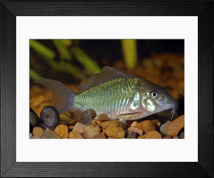 Framed Print : Emerald Catfish / Brochus - Shallow, muddy freshwaters: Amazon River basin Framed Print : Emerald Catfish / Brochus - Shallow, muddy freshwaters: Amazon River basin