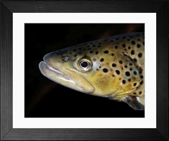 Framed Print : Brook Trout - originally from freshwaters of North America. Now introduced to South America and in temperate regions almost worldwide Framed Print : Brook Trout - originally from freshwaters of North America. Now introduced to South America and in temperate regions almost worldwide