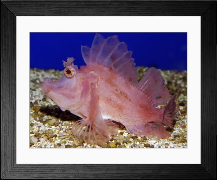 Framed Print : Weedy Scorpionfish - Indo-West Pacific: South Africa to southern Japan and eastern Australia Framed Print : Weedy Scorpionfish - Indo-West Pacific: South Africa to southern Japan and eastern Australia