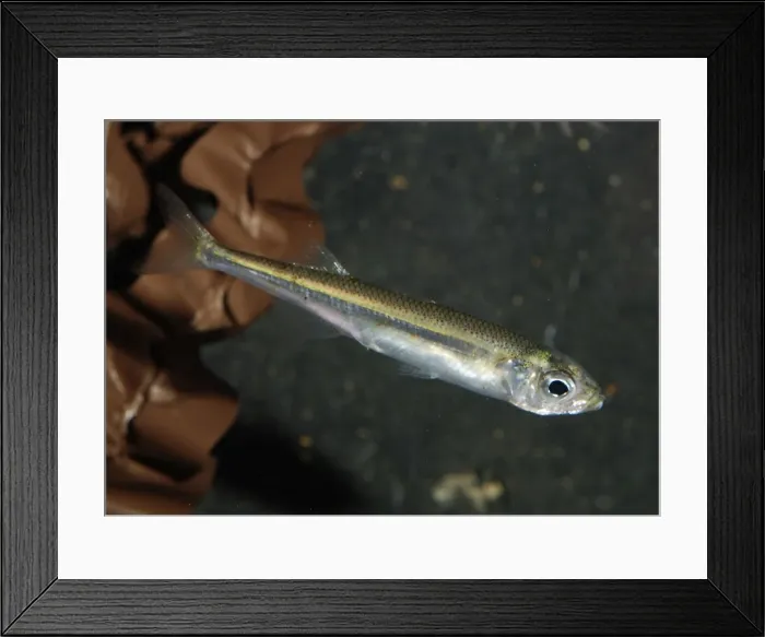 Framed Print : Sand Smelt - North Sea, North Atlantic, West African coast and West Mediterranean Framed Print : Sand Smelt - North Sea, North Atlantic, West African coast and West Mediterranean