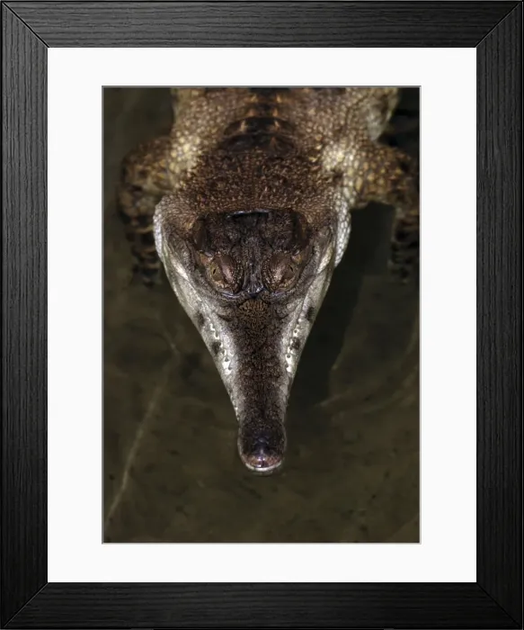 Framed Print : African Slender-nosed Crocodile Framed Print : African Slender-nosed Crocodile