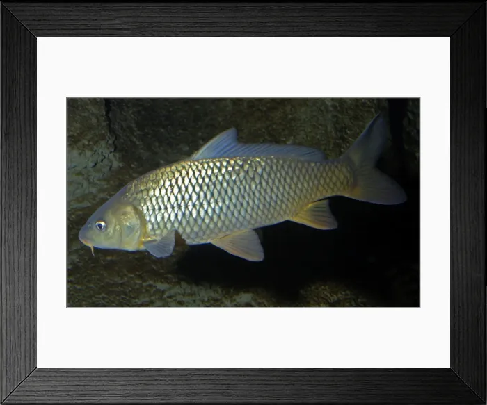 Framed Print : Common Carp - Freshwaters Europe, but widely introduced Framed Print : Common Carp - Freshwaters Europe, but widely introduced