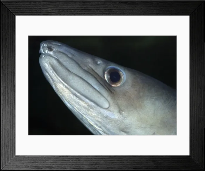 Framed Print : Conger Eel - UK coastal waters, East Atlantic and Mediterranean Framed Print : Conger Eel - UK coastal waters, East Atlantic and Mediterranean
