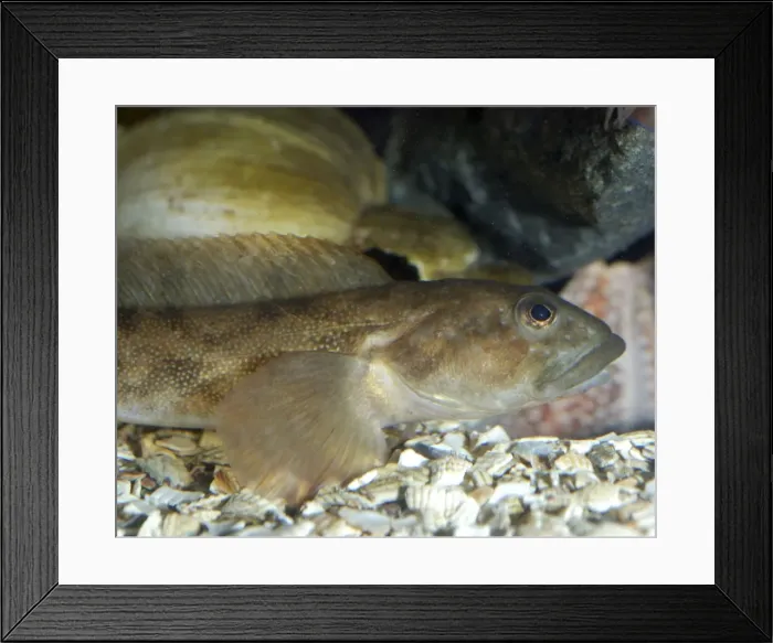 Framed Print : Viviparous Blenny Fish - cool coastal waters, North Sea, Baltic and Scandinavia. Very unusual in being a viviparous bony fish Framed Print : Viviparous Blenny Fish - cool coastal waters, North Sea, Baltic and Scandinavia. Very unusual in being a viviparous bony fish