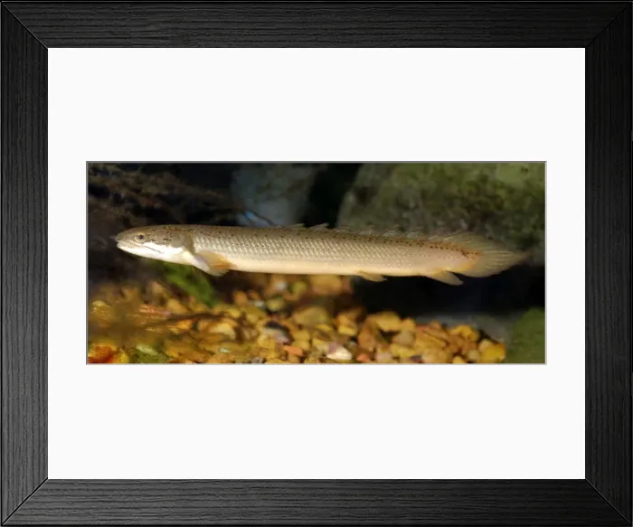 Framed Print : Banded Bichir - Congo River, Central Africa Framed Print : Banded Bichir - Congo River, Central Africa