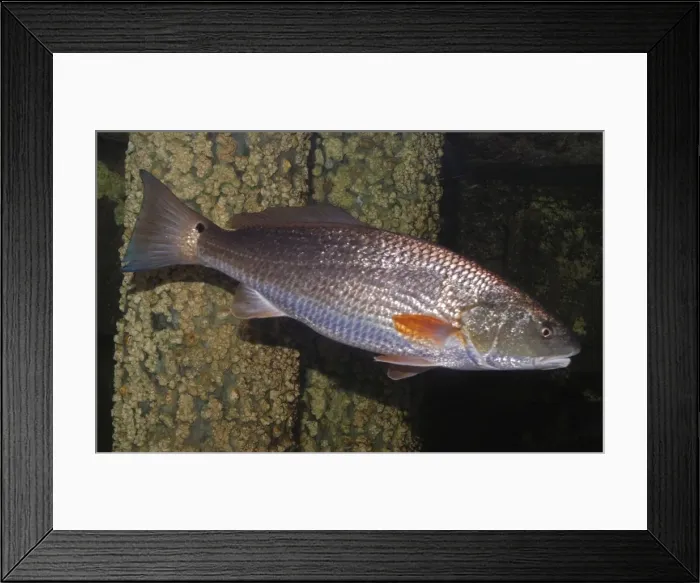 Framed Print : Red Drum - coastal waters Western Atlantic from Massachusetts to northern Mexico. Noisy when caught! Framed Print : Red Drum - coastal waters Western Atlantic from Massachusetts to northern Mexico. Noisy when caught!