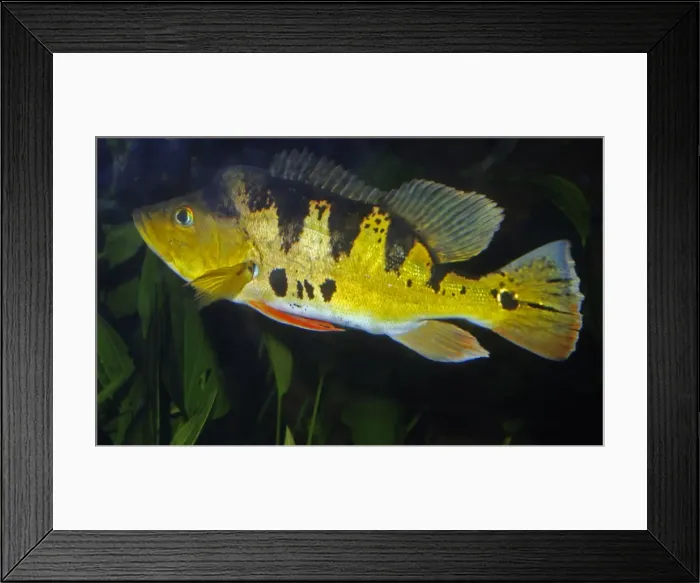 Framed Print : Peacock Cichlid - Freshwaters South America: Surinam, French Guiana, Guyana