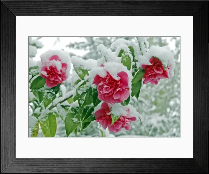 Framed Print : Camellias in the snow Framed Print : Camellias in the snow