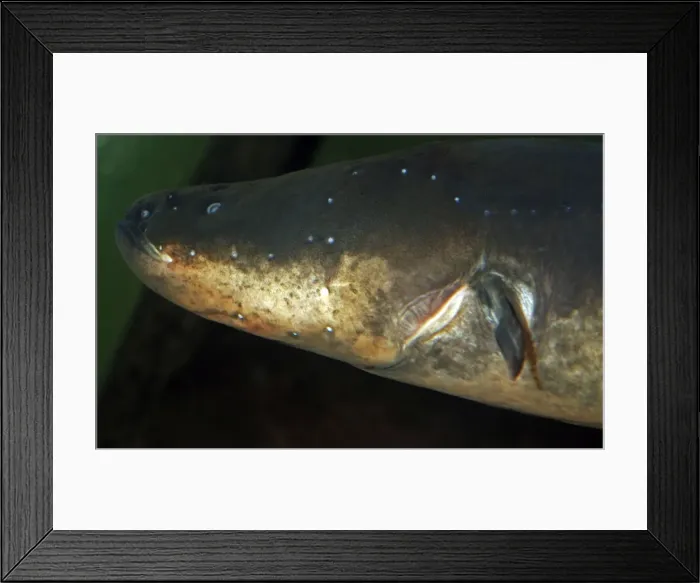 Framed Print : Electric Eel - Freshwaters, South America: Amazon and Orinoco basins Framed Print : Electric Eel - Freshwaters, South America: Amazon and Orinoco basins