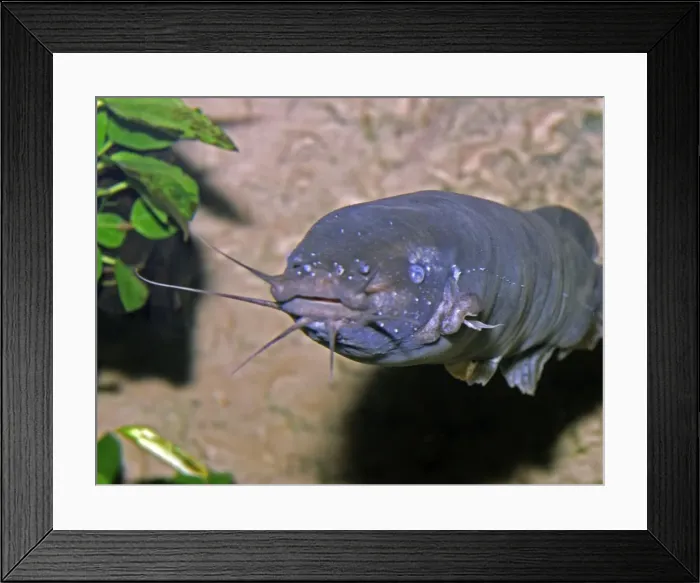Framed Print : Electric Catfish Framed Print : Electric Catfish
