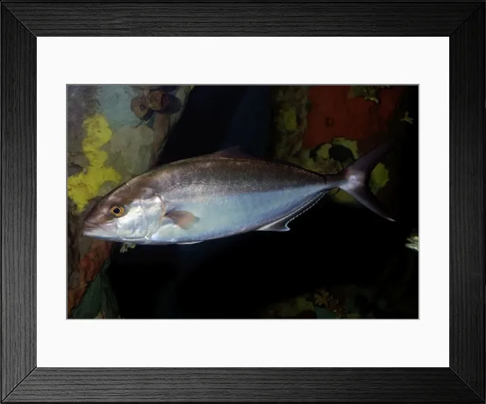 Framed Print : Greater Amberjack - tropical reefs around the world Framed Print : Greater Amberjack - tropical reefs around the world