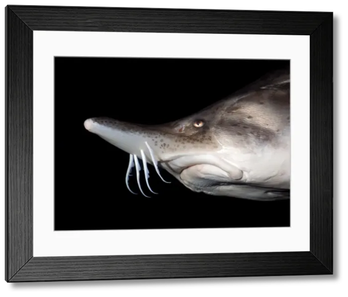 Framed Print : Beluga Sturgeon - Black, Caspian and Adriatic Seas. CITES Appendix 2 Framed Print : Beluga Sturgeon - Black, Caspian and Adriatic Seas. CITES Appendix 2