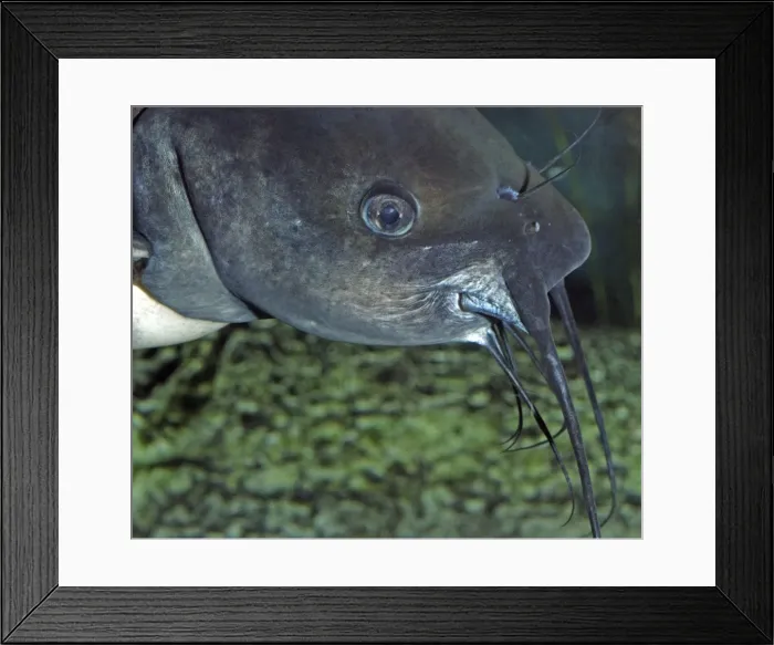 Framed Print : Channel Catfish - Well oxygenated freshwaters North America: Central USA, southern Canada to northern Mexico. Important farmed food fish, smoked, fried etc Framed Print : Channel Catfish - Well oxygenated freshwaters North America: Central USA, southern Canada to northern Mexico. Important farmed food fish, smoked, fried etc