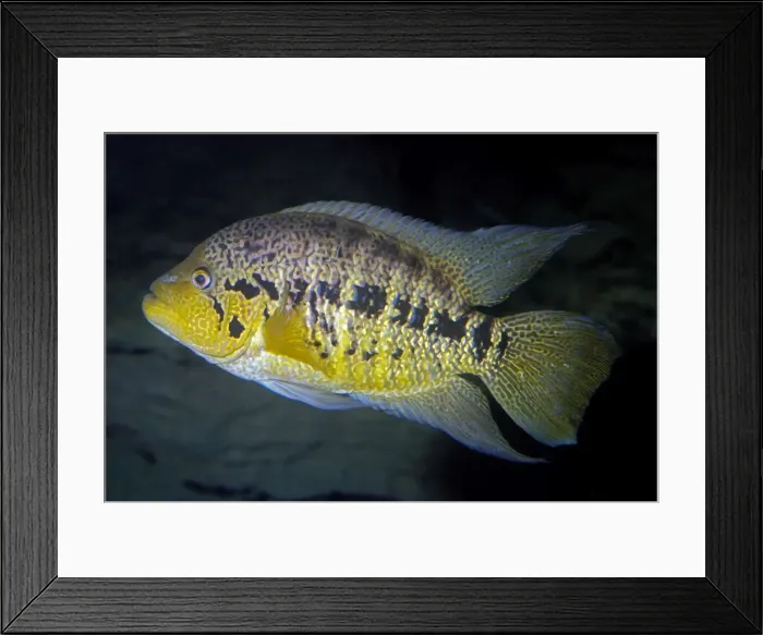 Framed Print : Nicaragua Cichlid - Freshwaters Nicaragua Framed Print : Nicaragua Cichlid - Freshwaters Nicaragua