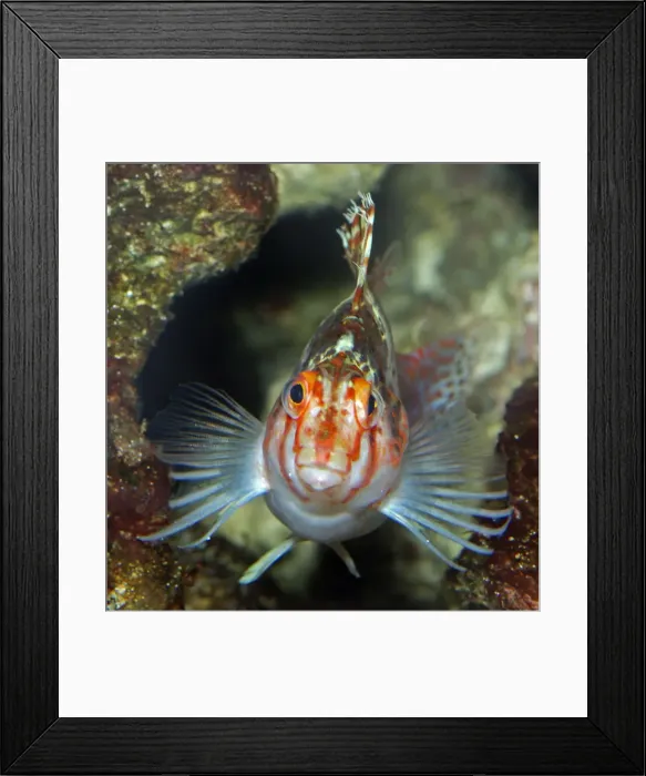 Framed Print : Coral Hawkfish - Indo Pacific reefs Framed Print : Coral Hawkfish - Indo Pacific reefs