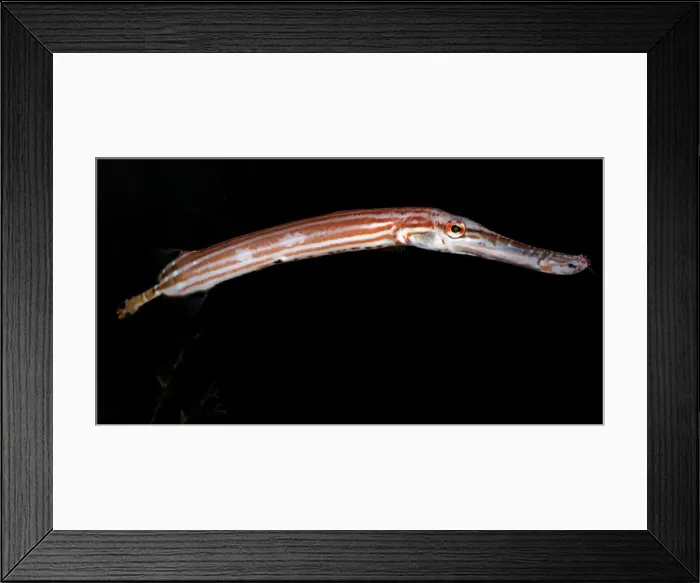 Framed Print : Chinese Trumpet Fish - Indo-Pacific: East Africa to Hawaii, north to Japan. Eastern and Central Pacific around many islands Framed Print : Chinese Trumpet Fish - Indo-Pacific: East Africa to Hawaii, north to Japan. Eastern and Central Pacific around many islands
