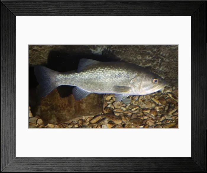Framed Print : Large Mouth Bass - freshwaters USA. Major sport fish. Introduced to Hawaii and parts of Africa