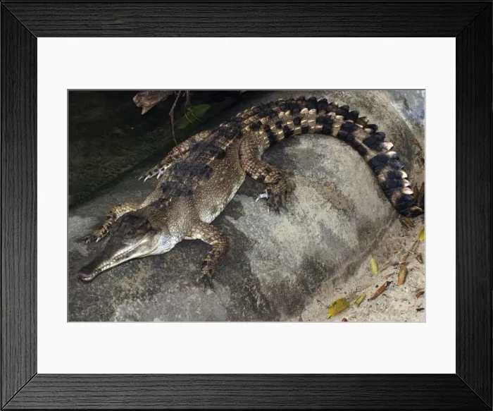 Framed Print : African Slender-nosed Crocodile Framed Print : African Slender-nosed Crocodile